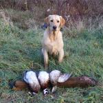 8 months and retrieving strong