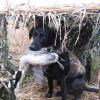 Grizz with a beautiful Pintail Drake