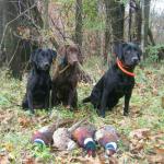 HR Star, HR Bailey, and HR Tory. 
See Hunting Pictures for more pics from the week