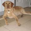 Hummer at 1 year and 80 lb!
