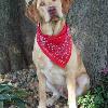 Hummer, 80 lb at 1 year!