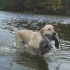 Retrieving the birds