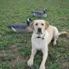 Brody at 1 year