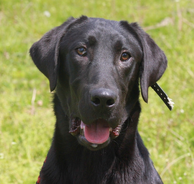 Started Dogs | Trinity Oak Hunting Labrador Retrievers
